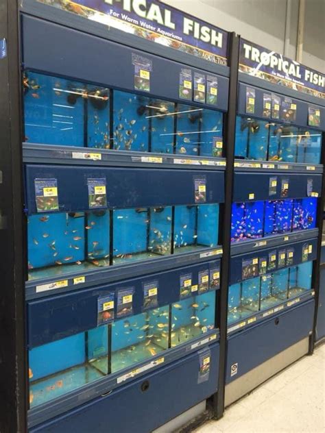 Free shipping, arrives in 2 days. . Walmart live fish
